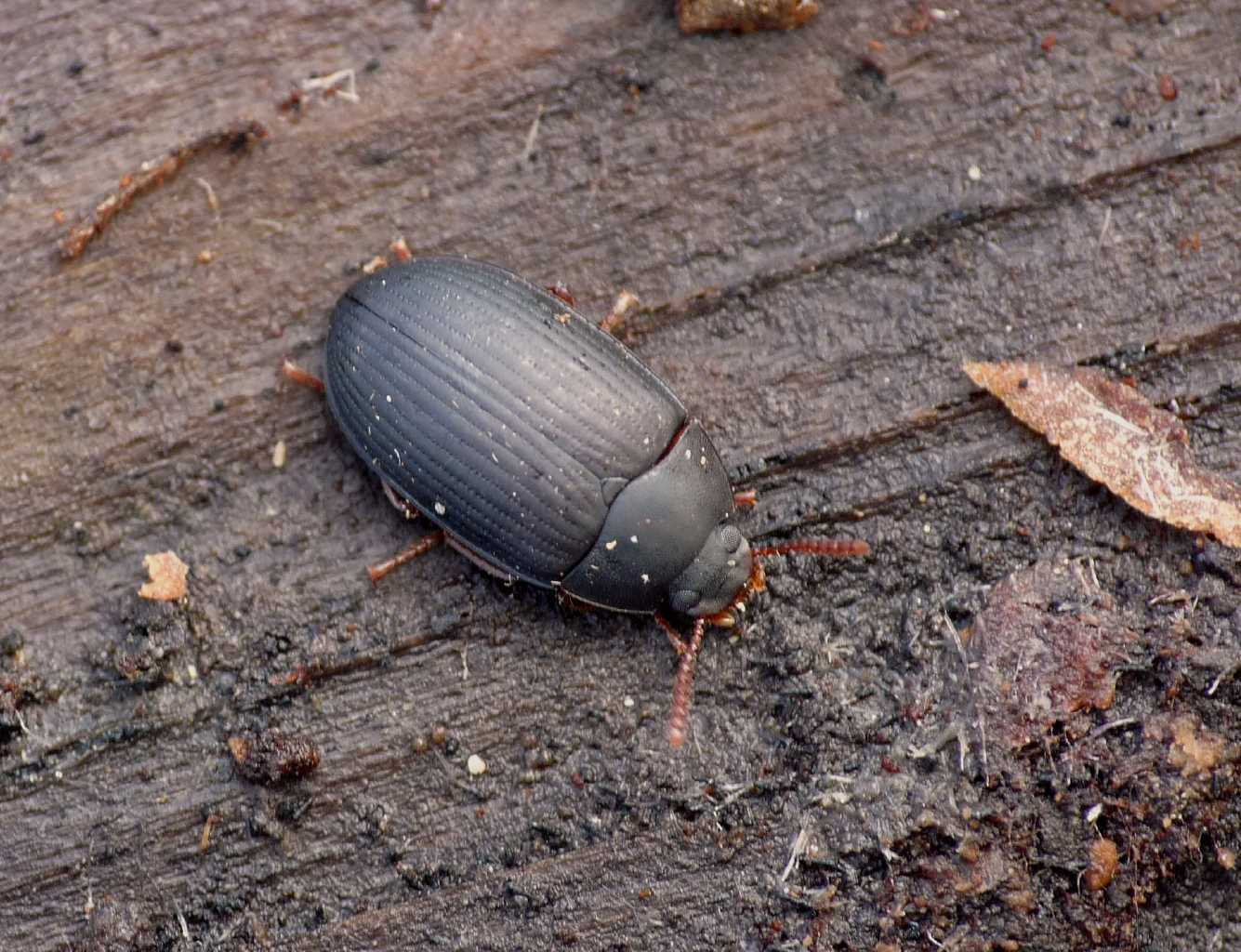 Chrysomelidae? No. Tenebrionidae: Scaphidema metallicum